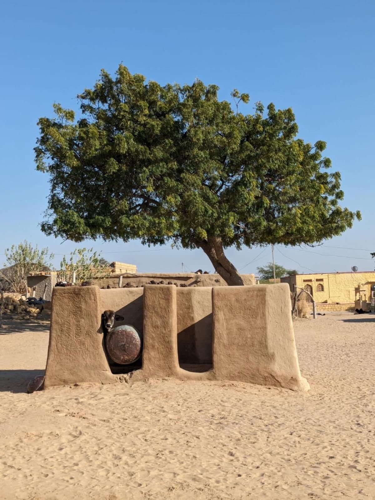 Hostel Marigold Home Stay Jaisalmer Exterior photo